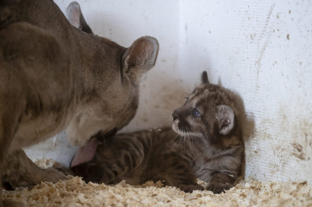 Több mint 20 év után ismét született puma Magyarországon