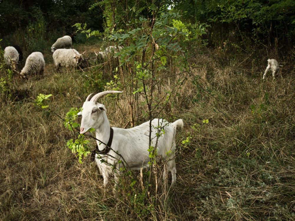 Hamarosan állatjóléti támogatásra pályázhatnak a juh- és kecsketartók