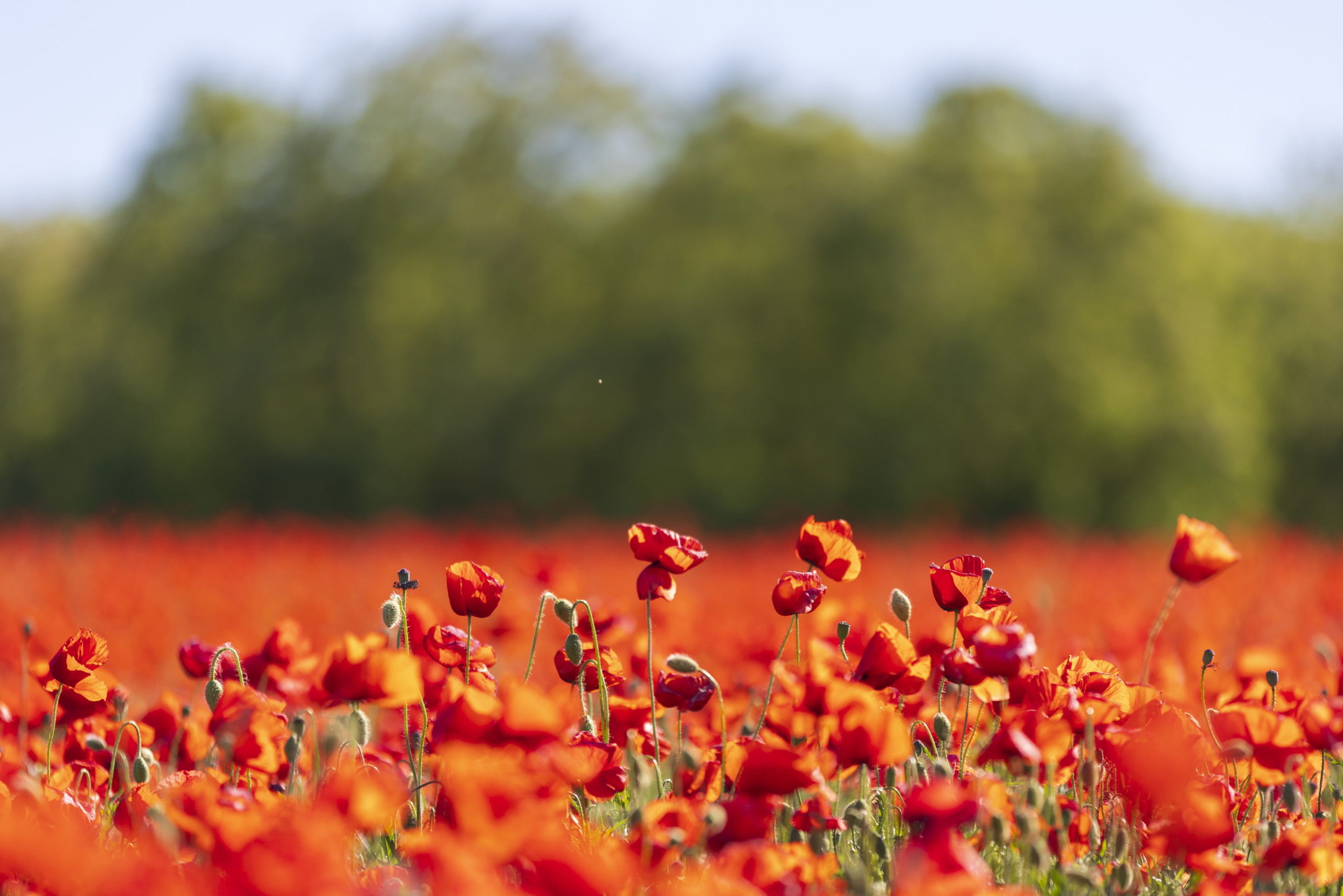 Virágzó pipacsmező Zalában