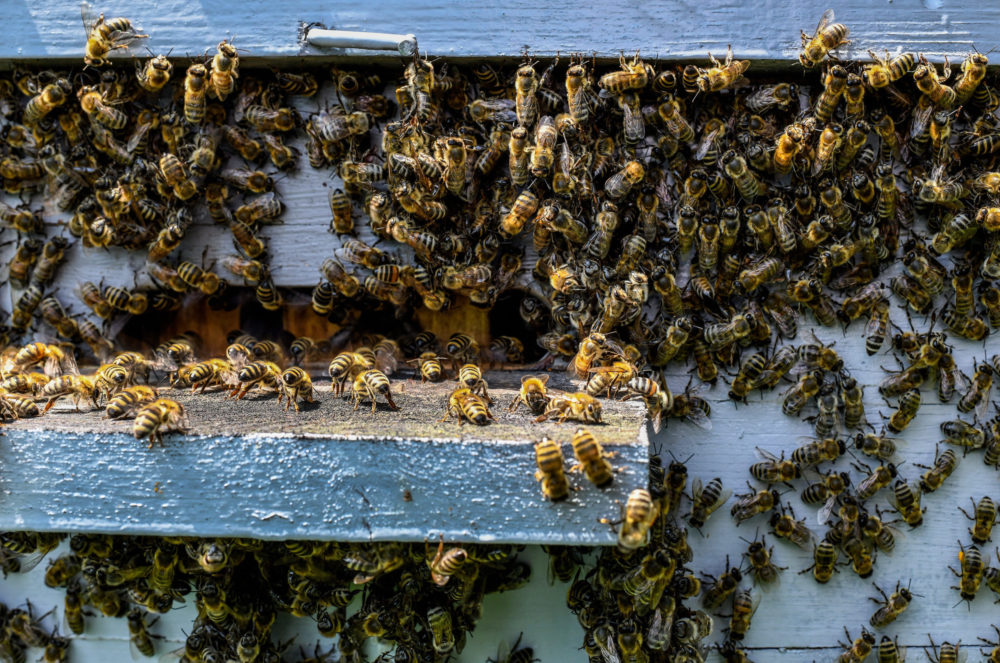Agrárminisztérium: 120 éves a Magyar Állami Méhészeti Gazdaság