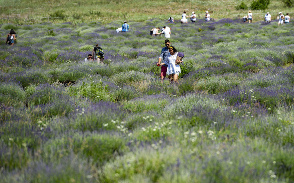 Megkezdődtek a Levendula Hetek Tihanyban