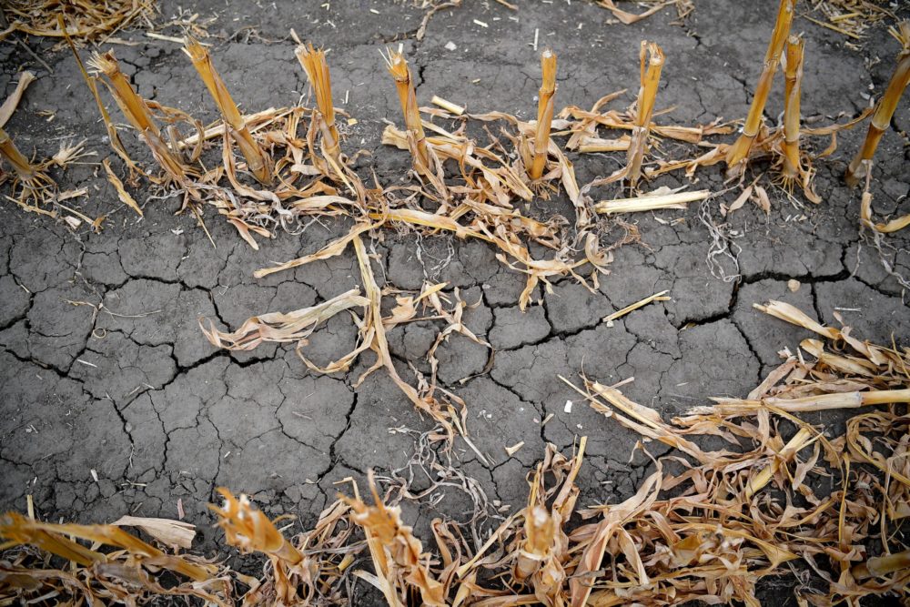 Tájékoztatót tett közzé az Agrárminisztérium az aszálykárok miatt