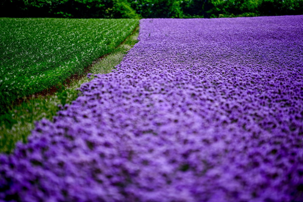 Mézontófű virágzik Debrecen határában