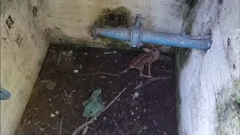 Síró őzikét mentettek ki egy kétméteres aknából Kerepesen – Videó