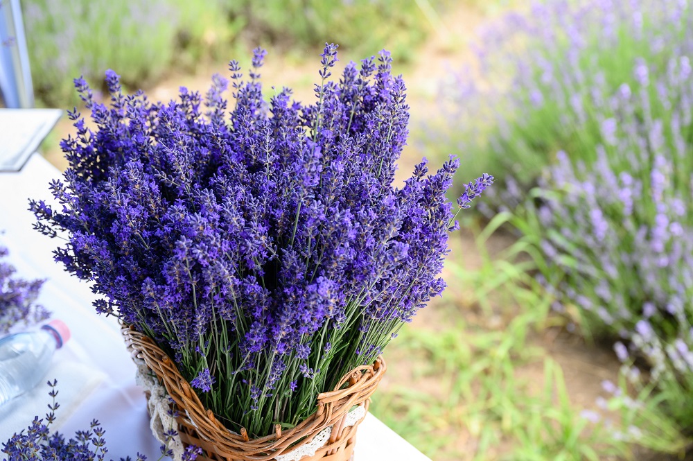 Megkezdődtek a Levendula Hetek Tihanyban
