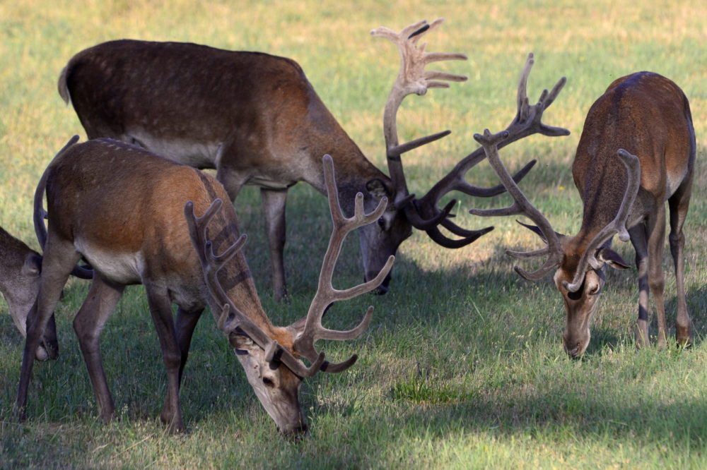 Gímszarvas bikák a barcsi erdészetben