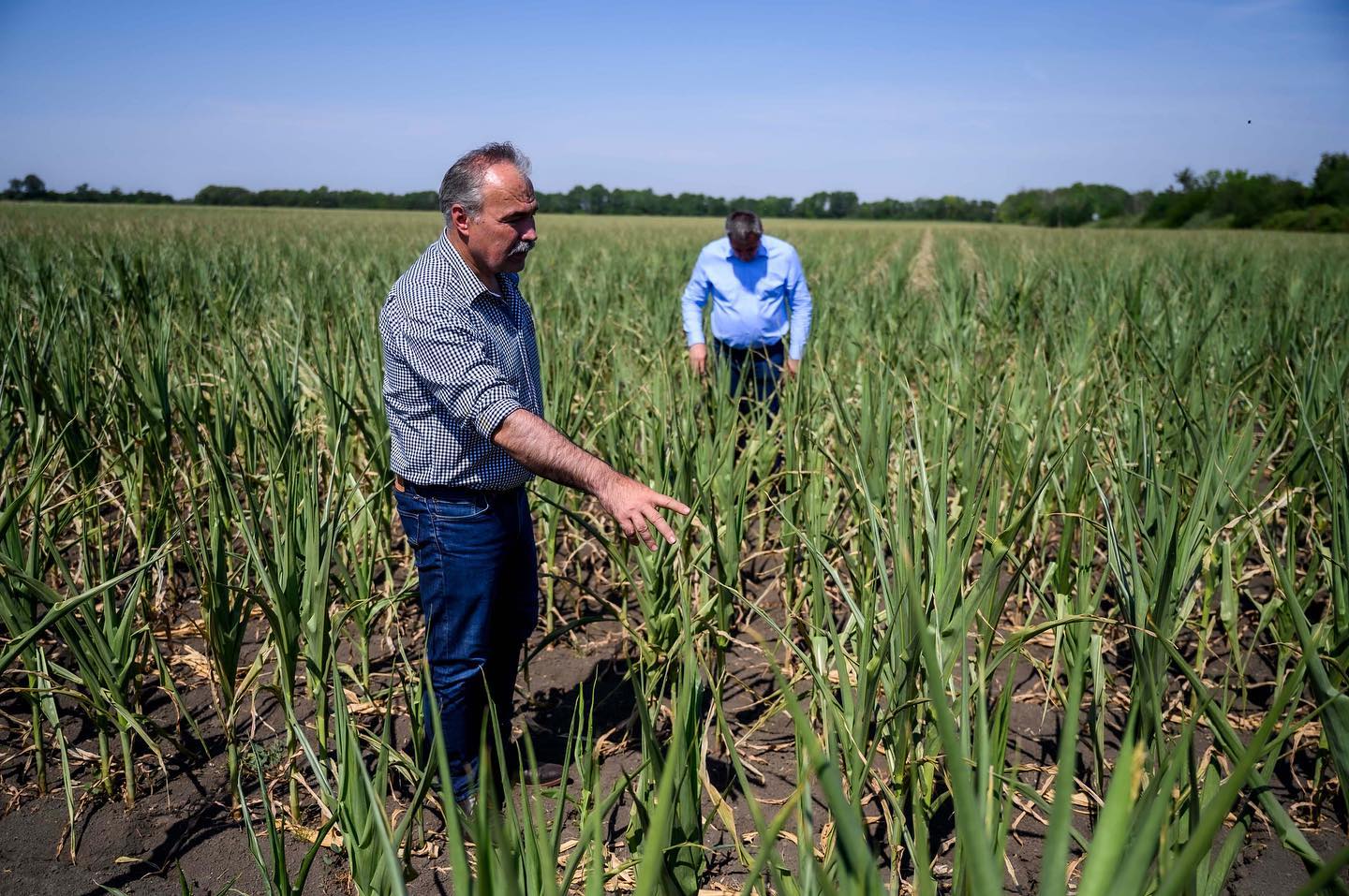 Rendkívüli intézkedések segítik az aszálykár sújtotta termelőket