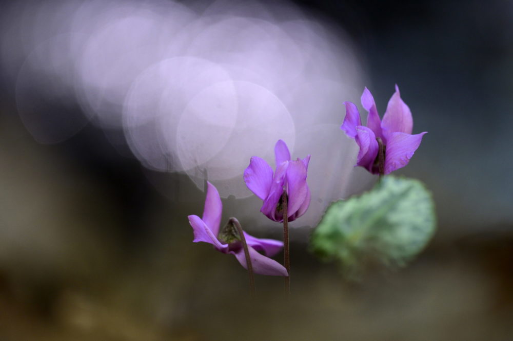 Virágzik az erdei ciklámen