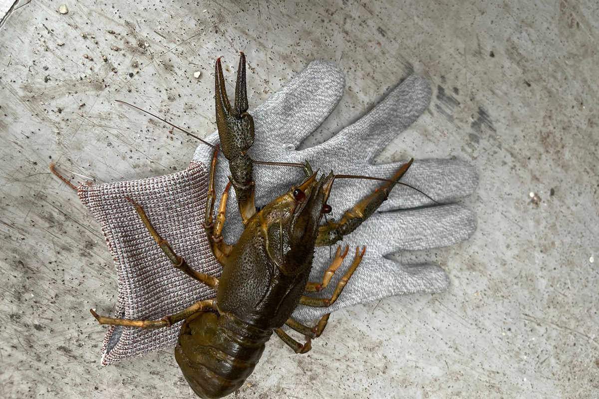 Tizenhétezer védett állatot talált a NAV egy román kamionban