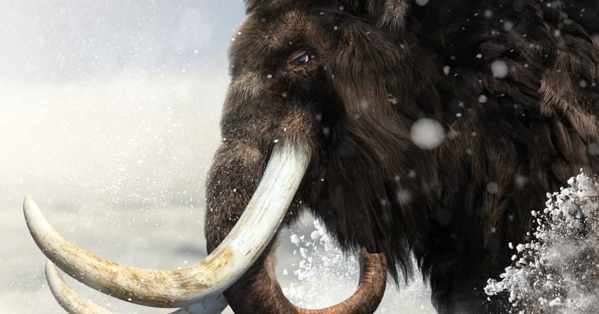 Csaknem egyméteres mamutagyarra bukkantak a régészek Vácon