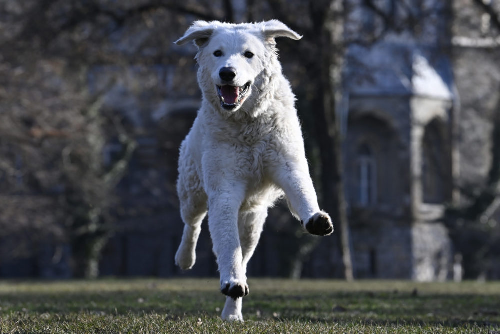 Állatvédő alapítványt hoz létre a kormány