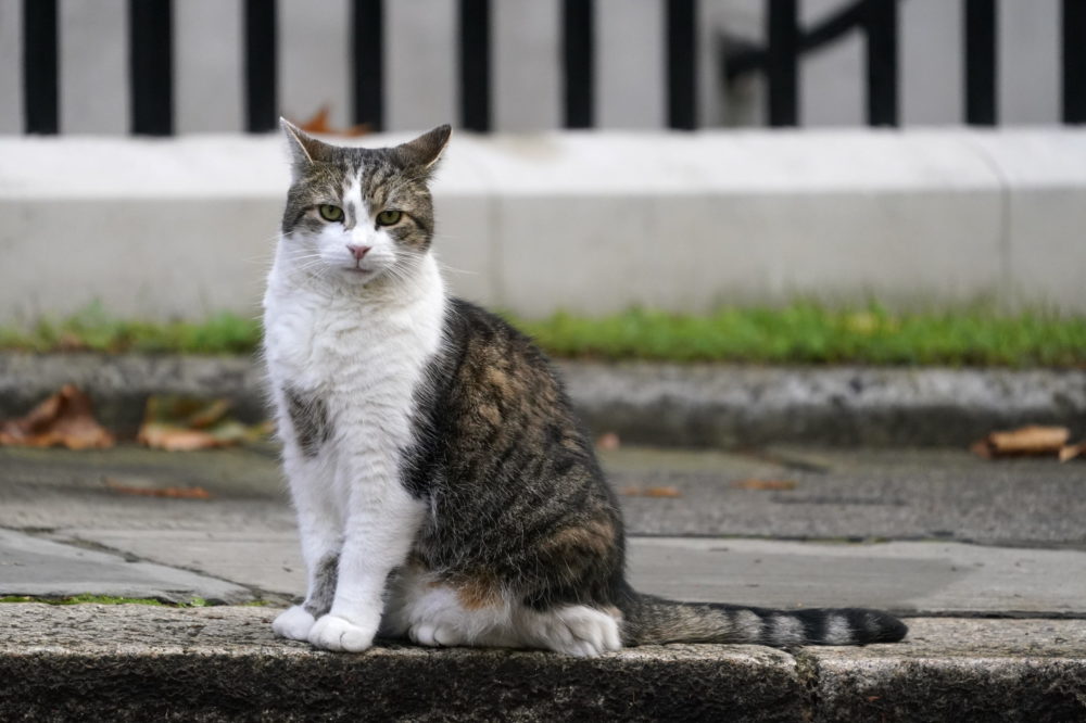 A londoni kormányfői rezidencia macskája