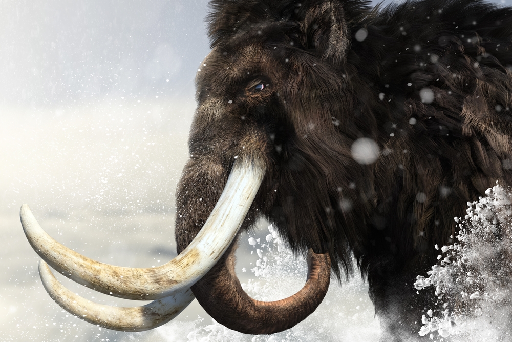 Csaknem egyméteres mamutagyarra bukkantak a régészek Vácon