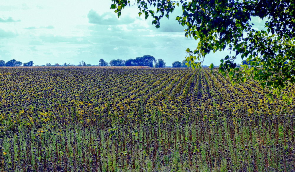 Rendkívüli körülmények alakultak ki a szántóföldi növénytermesztésben