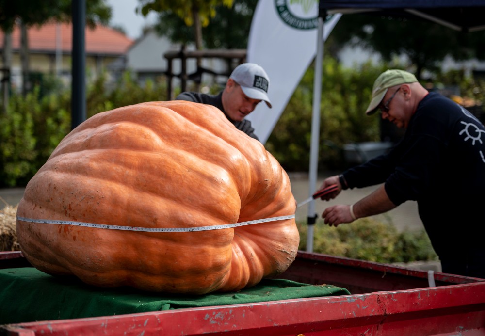 Óriástökök országos versenye