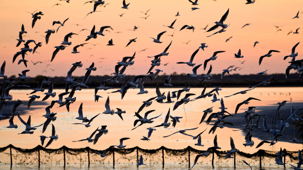 Sirályok a Hortobágyon