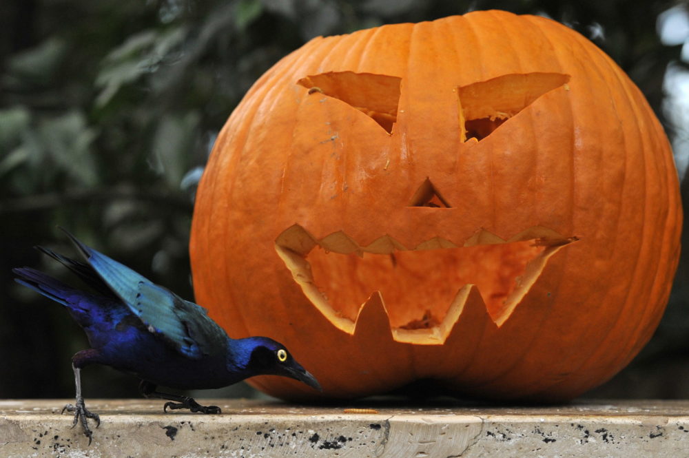 Halloweeni programokkal várja a látogatókat a Fővárosi Állatkert péntek este