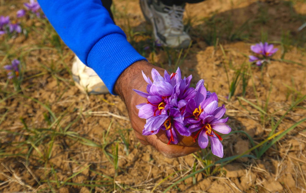 Sáfrányszüret Kasmírban