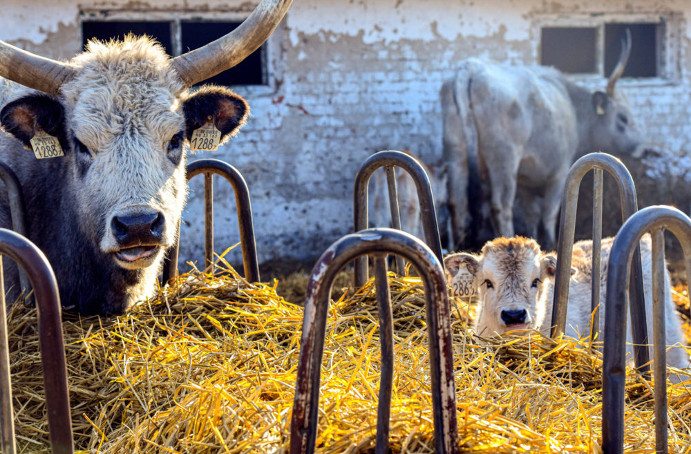 Több jogcímen történik kifizetés a héten az állattartók számára