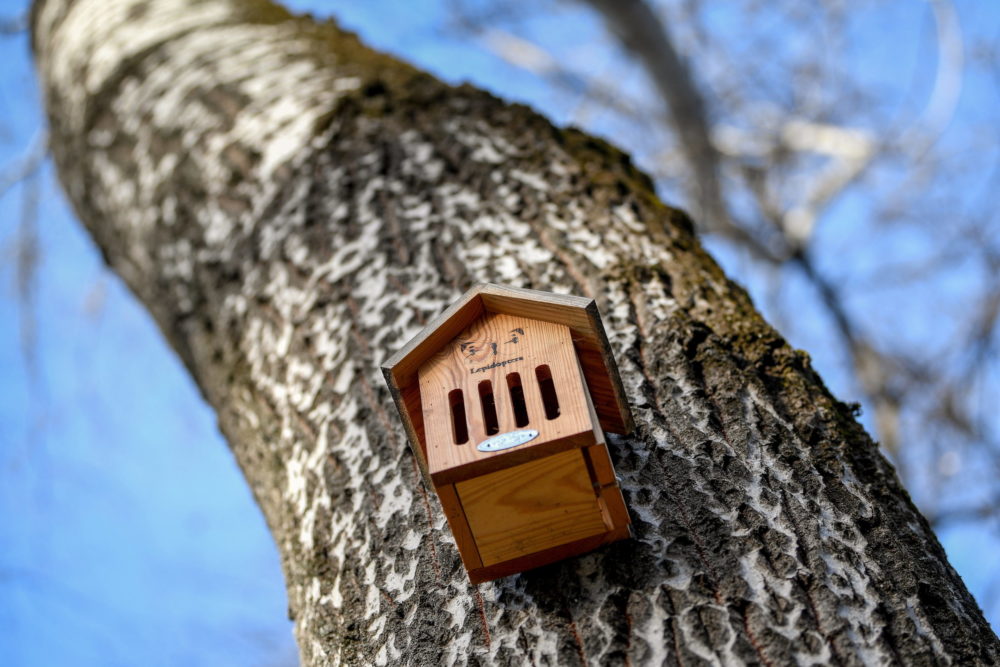 Madár-lakópark sétány a debreceni Nagyerdőben