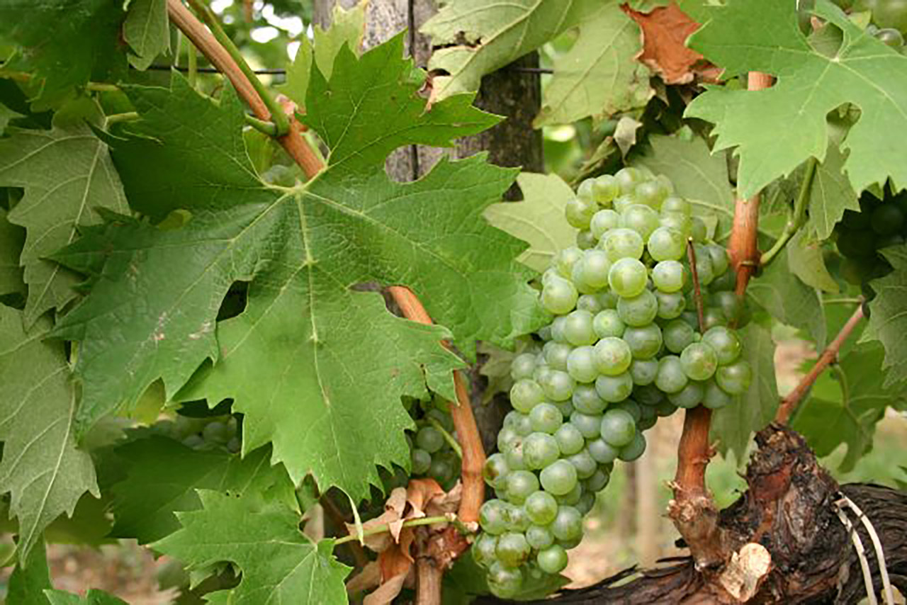 Őshonos fajták diadalmenete