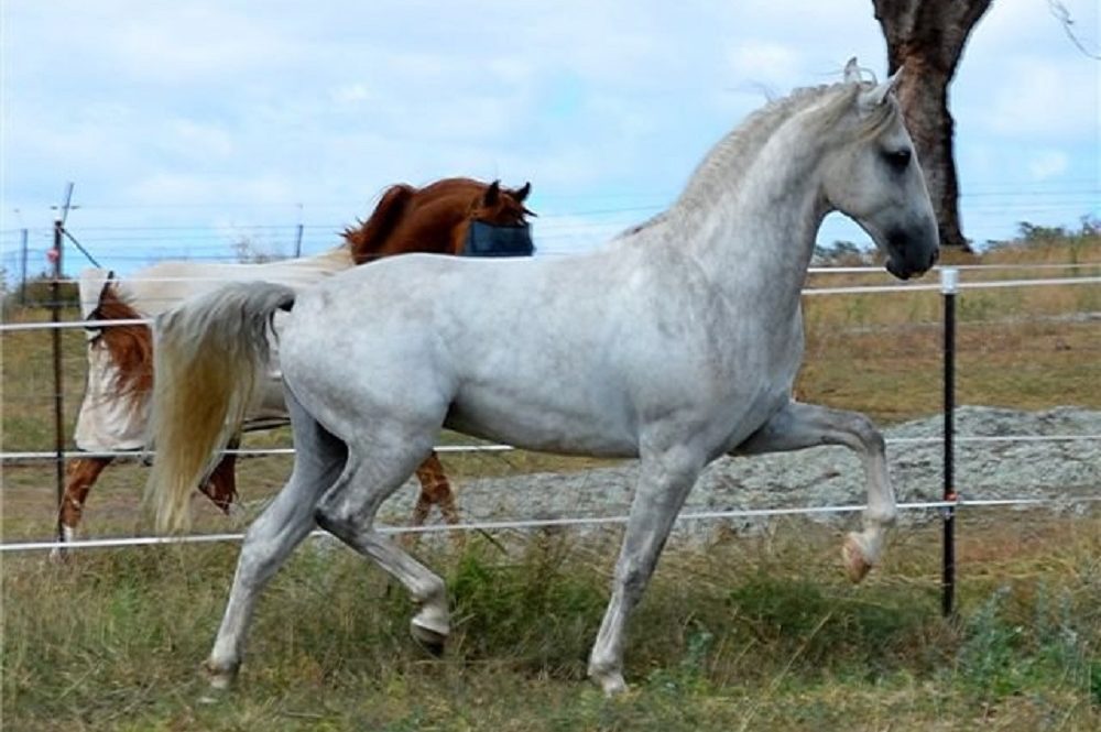Az UNESCO szellemi kulturális örökség része lett a lipicai lótenyésztés