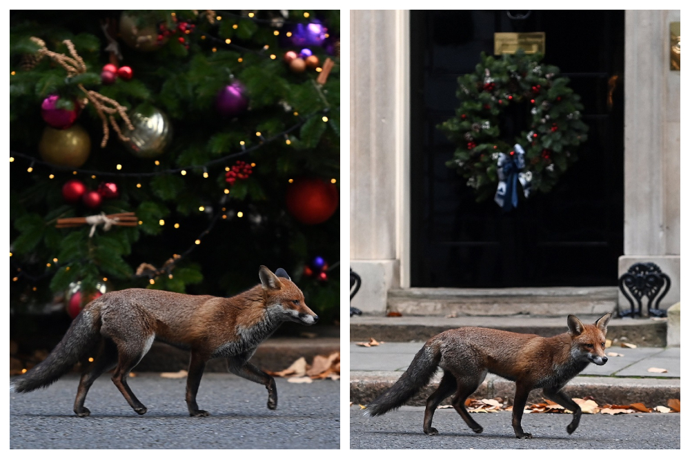Róka a londoni kormányfői rezidencia előtt
