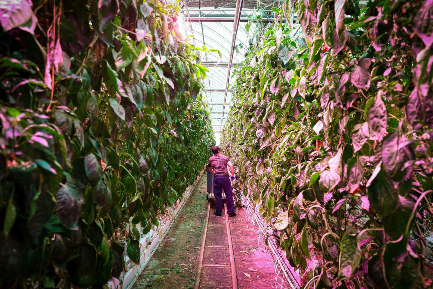 A tavalyinál is több támogatáshoz juthatnak a gazdák