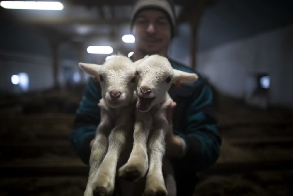 Ellési szezon a Hortobágyon