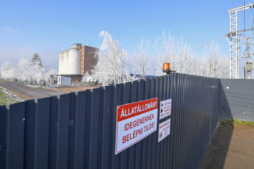 Békésben és Budapesten is igazolták a madárinfluenza vírus jelenlétét