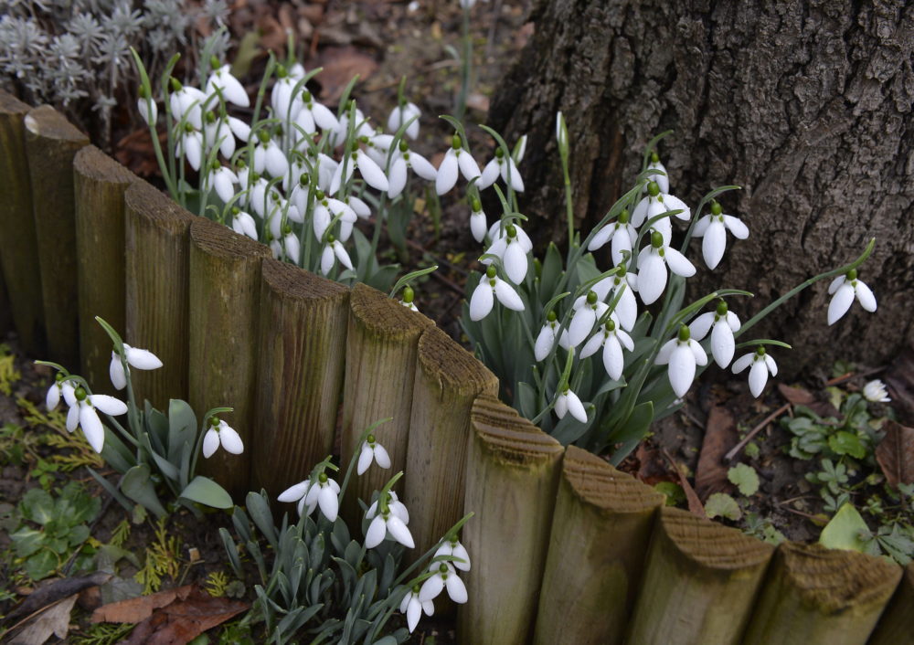 Nyílik a hóvirág Budapesten