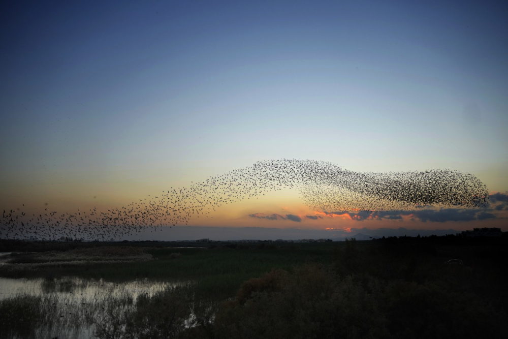 Élővilág Cipruson