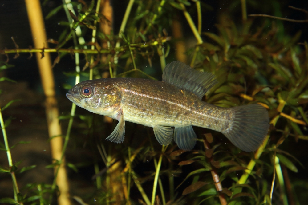 A lápi póc lett az év hala