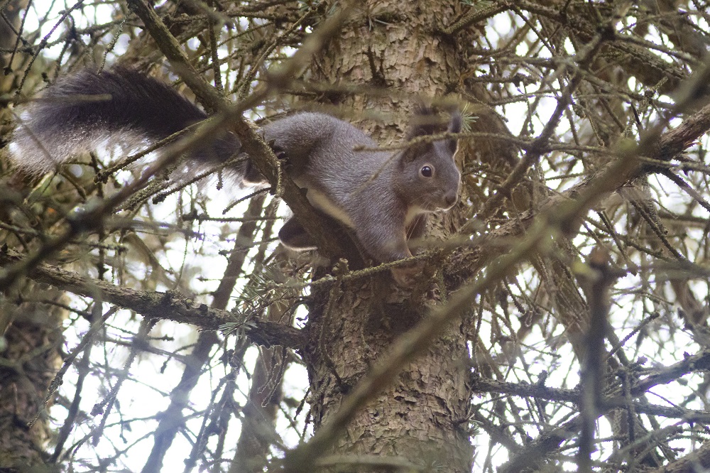 Európai mókus a Nagykanizsai Parkerdőben
