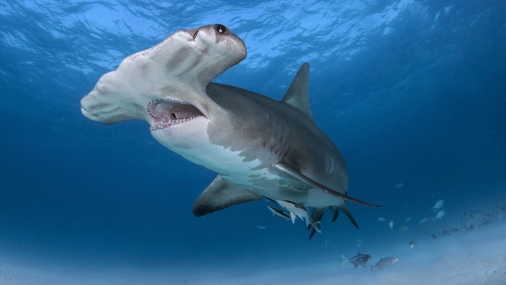 Pörölycápák miatt lezártak egy népszerű strandot Sydneyben