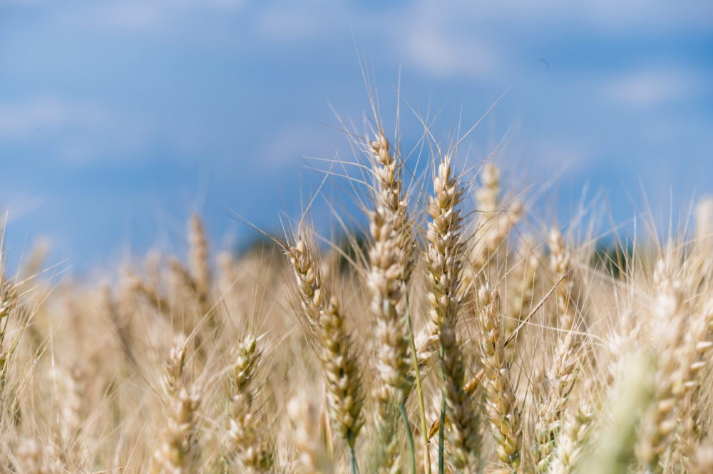 Agrárminisztérium: Az idei esztendő a válságállóság tesztje lesz