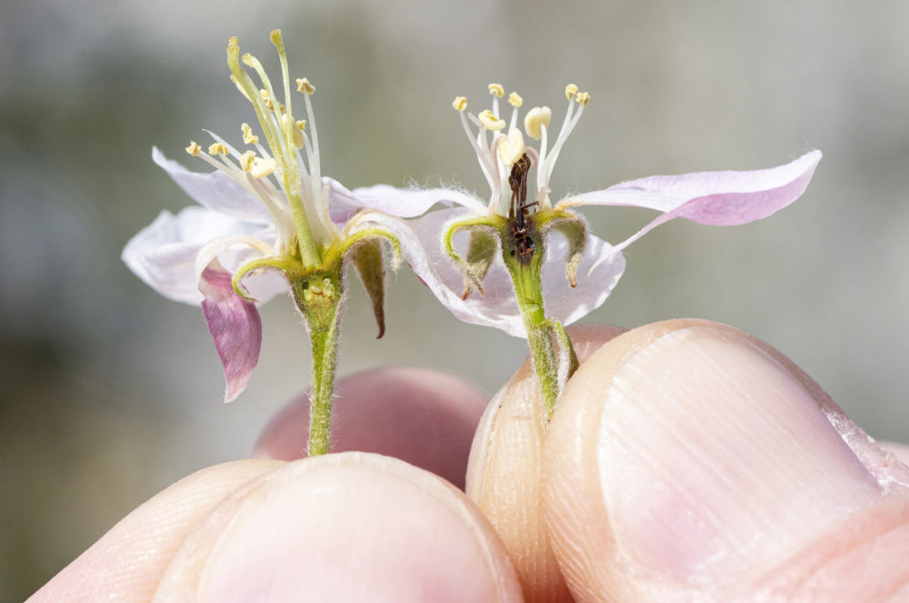 Súlyos károkat okoztak a gyümölcsösökben az éjszakai fagyok