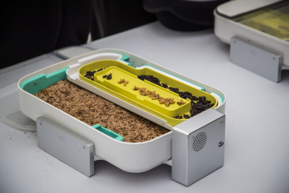 Életbe lépett a rovarfehérjékkel kapcsolatos új szabályozás