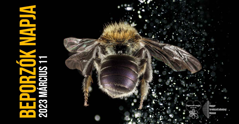 Megkezdődött a Beporzók napja programsorozat