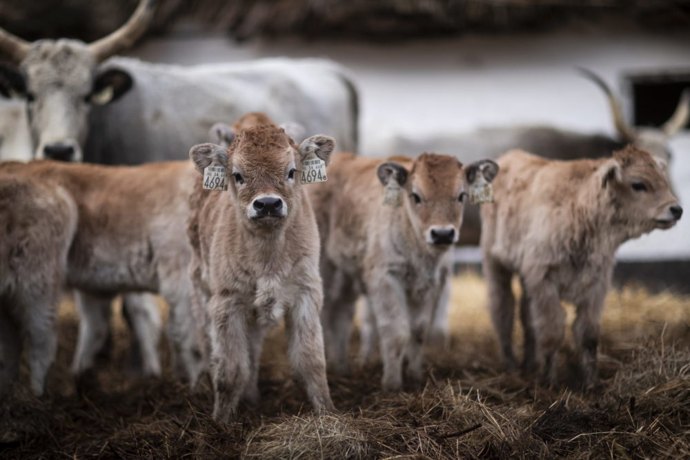 Újabb támogatásban részesül a szarvasmarha ágazat