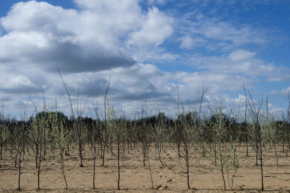 Befejeződtek a Településfásítási program tavaszi faültetései