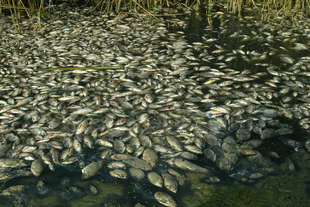 Vádemelés: egy férfi több mint egytonnányi haltetemet borított egy termőföldre