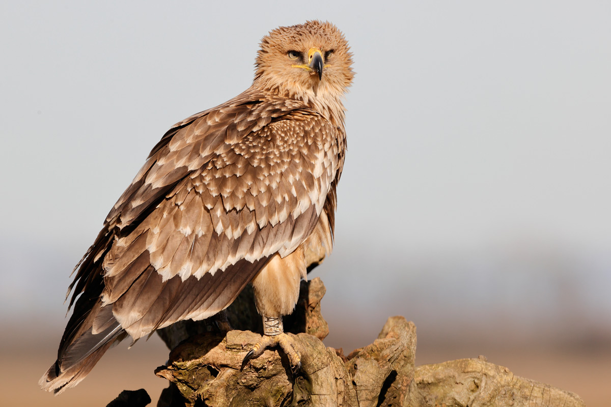 Leltárba vett méltóság