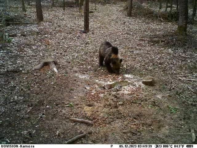 Barnamedvét észlelt egy vadkamera az Aggteleki Nemzeti Parkban