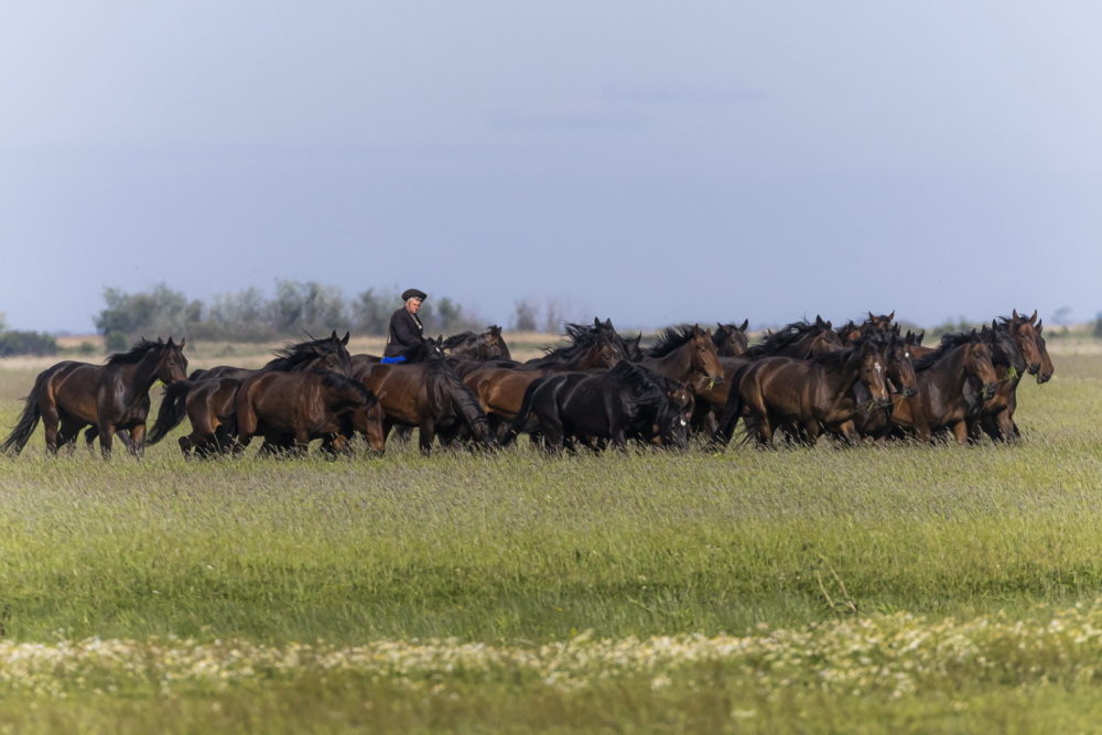 Az állattenyésztési ágazat a nehézségek idején is számíthat a kormányra