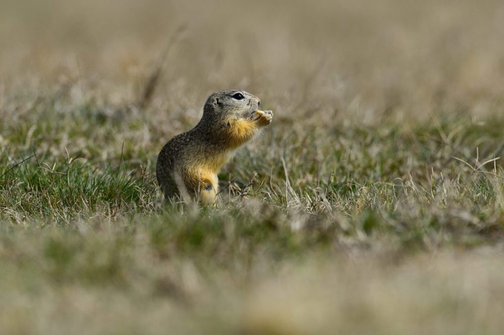 A repülőtéren belül költöztek az ürgék
