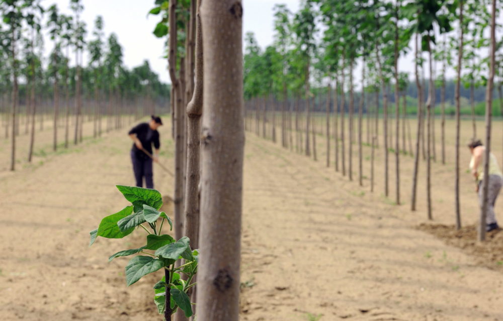 Az Agrárminisztérium elkötelezett az elsődleges faipar erősítésére