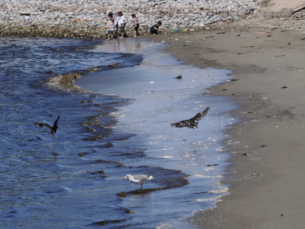 Történelmi egyezményt fogadott el az ENSZ a nyílt tengerek védelméről