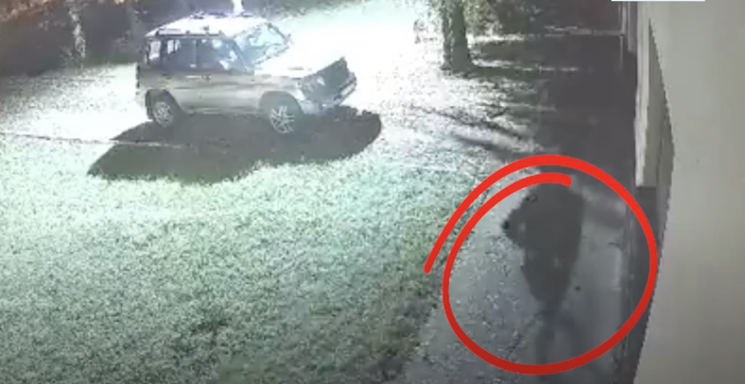 Hosszú perceken át tartott a lövöldözés a szerb–magyar határnál – videó