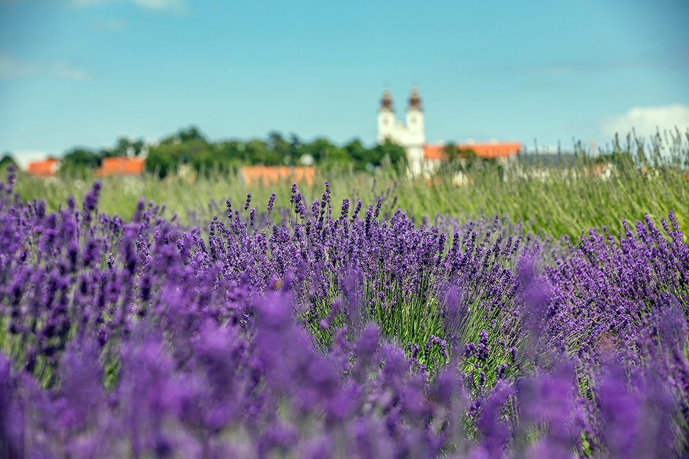 Levendulamező Tihanyban